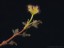 Drosera purpurascens flower stalk plant