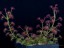 Drosera purpurascens plant DPUR1