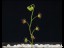 drosera_radicans_beginning_flower