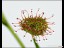 drosera_radicans_trap