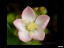 drosera_ramellosa_flower