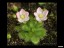 drosera_ramellosa_with_flowers