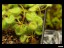 drosera_rupicola_golden_green