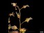 drosera_rupicola_golden_green_seedpods