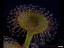 drosera_rupicola_leaf