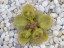 Drosera rupicola with flower buds