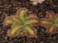 Drosera squamosa 1