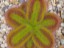 Drosera squamosa DERS1