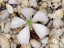 Drosera squamosa flower 1 DSQA1