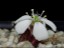 Drosera squamosa flower 2 DSQA1