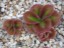 Drosera squamosa mehr Pflänzchen von oben