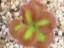 Drosera squamosa sand growing form