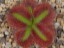 Drosera squamosa sand growing form 2