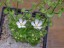Drosera stolinifera doubleflower