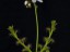 Drosera stolinifera mini hills 1 DSTO2