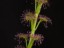 Drosera stolinifera one