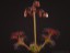 Drosera stolinifera with flowers