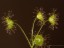 Drosera stricticaulis 1