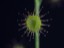 Drosera stricticaulis leaf DSTR6