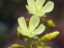 Drosera subhirtella flower 1