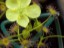 Drosera subhirtella flower 2