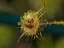 Drosera subhirtella with fly