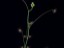 Drosera thysanosepala white flower DTYS1