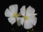 Drosera thysanosepale flower 1