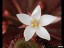 drosera_tubaestilys_flower_jp