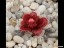 drosera_tubaestylus_aff._brookton_form_awakening_dtub1