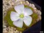 drosera_whittakeri_flower_dwit2