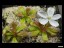 drosera_whittakeri_with_flower