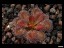 drosera_whittakery_boroma_jp