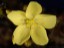 Drosera zigzagia flower