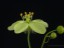 Drosera zigzagia flower close DZIG2