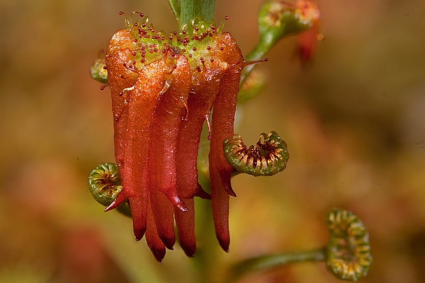 Drosera gigantea dropper roots leaf