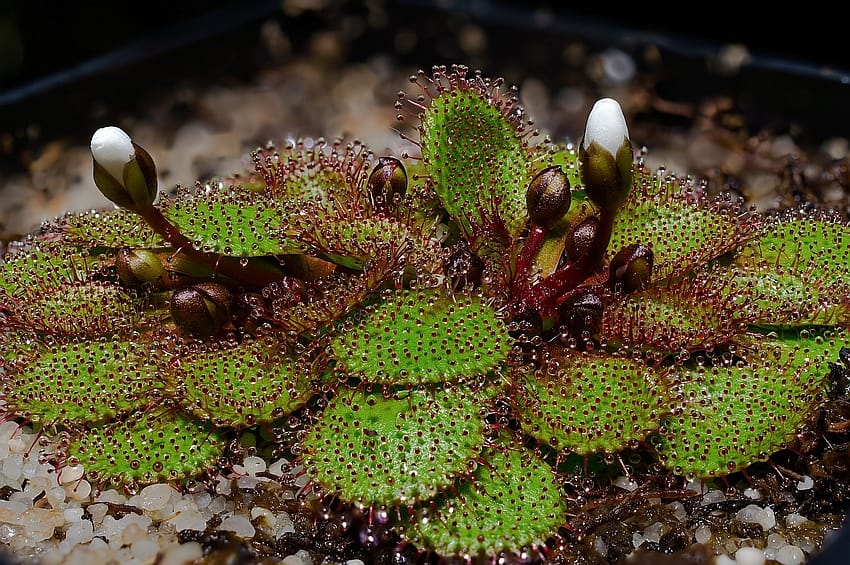 Drosera lowriei