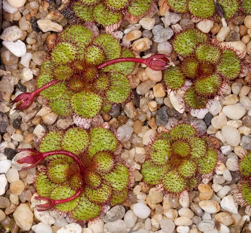 Drosera lowriei self pollinating