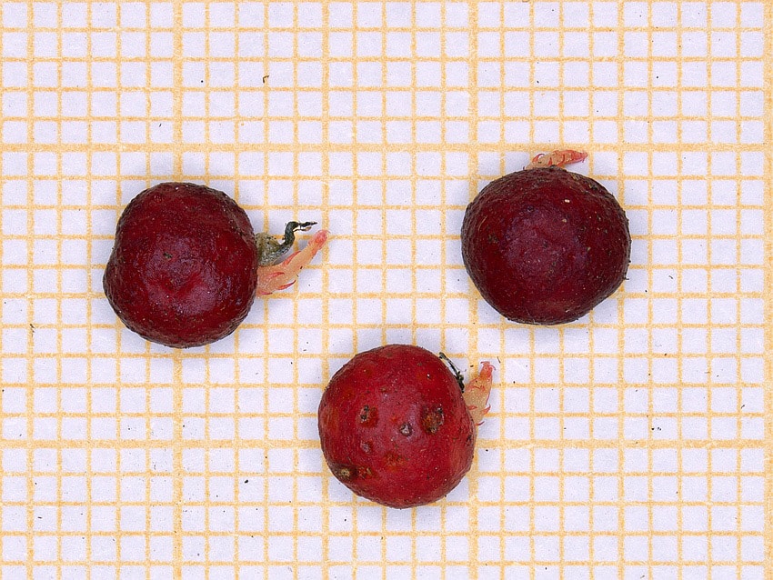 Drosera modesta small form tubers