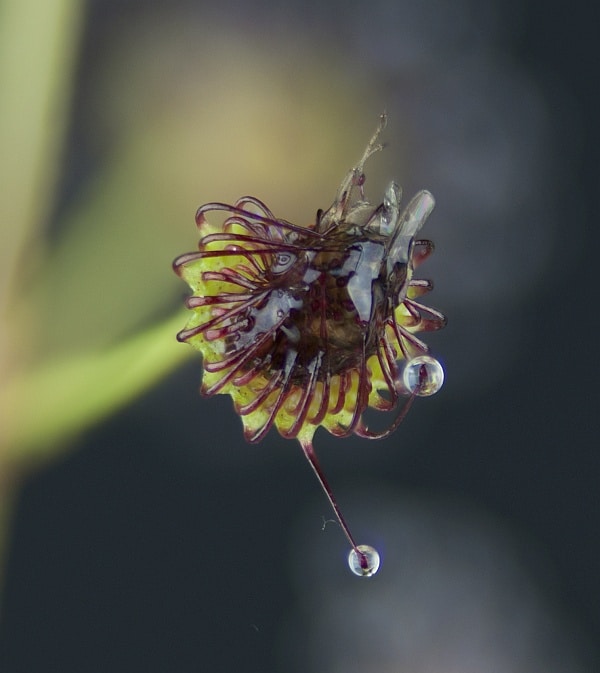 Drosera porrecta with fly