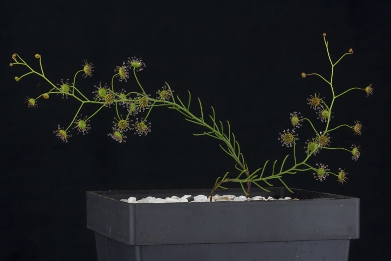 Drosera prophylla