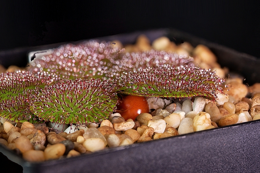 Drosera rosulata gigant swamp form subterran tuber