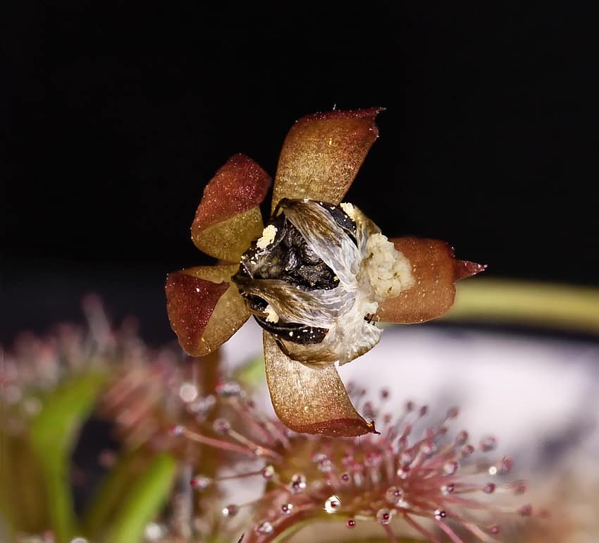 Drosera schmutzii with seed vessel