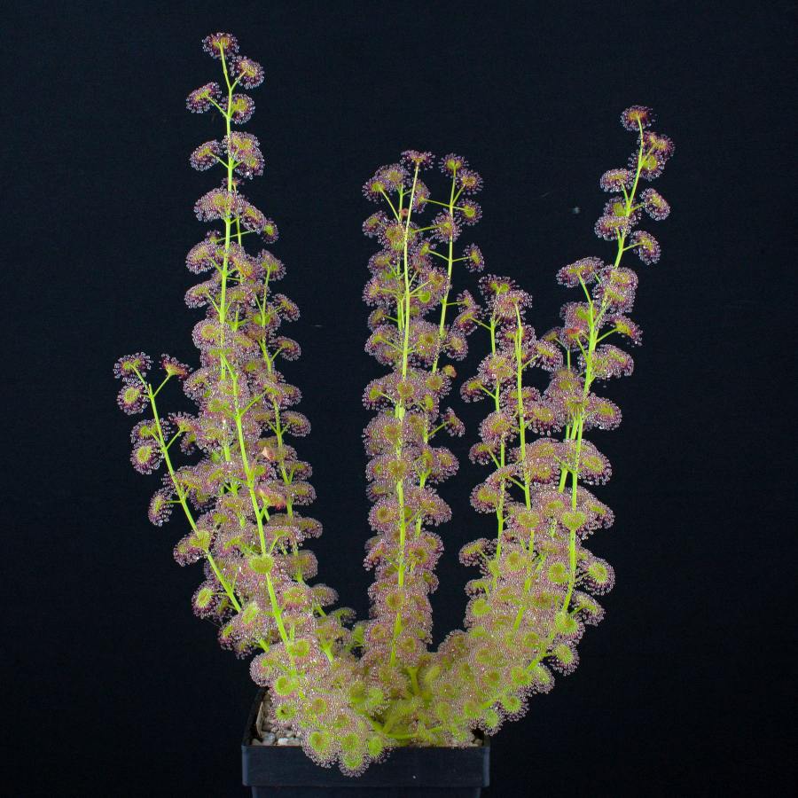 Drosera stolinifera pot