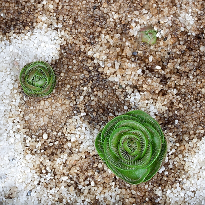 Drosera zonaria