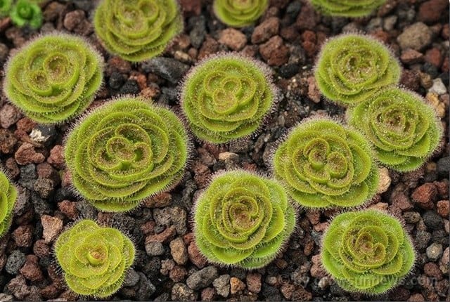 Drosera zonaria