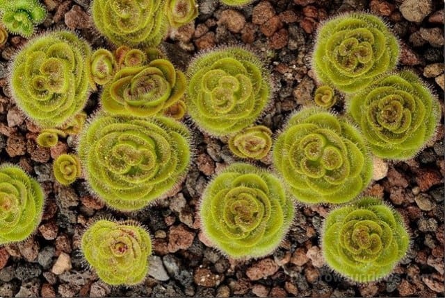 Drosera zonaria