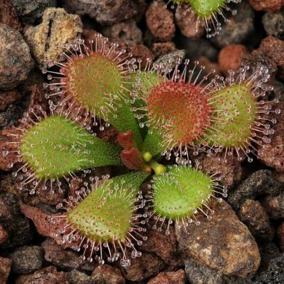 Drosera abberans