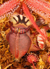 Cephalotus on the tray method