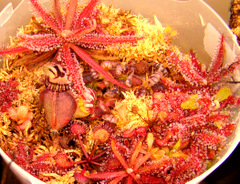 Cephalotus on the tray method